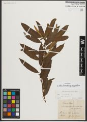 Foto von Salix triandra subsp. amygdalina (L.) Schübl. & G. Martens